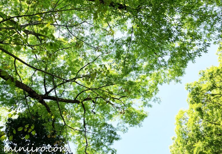 参拝のときの自然の写真